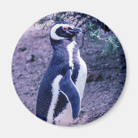 Magellanic Penguin in Peninsula Valdes - Argentina