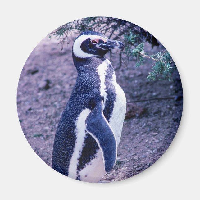 Magellanic Penguin in Peninsula Valdes - Argentina Magnet (Front)