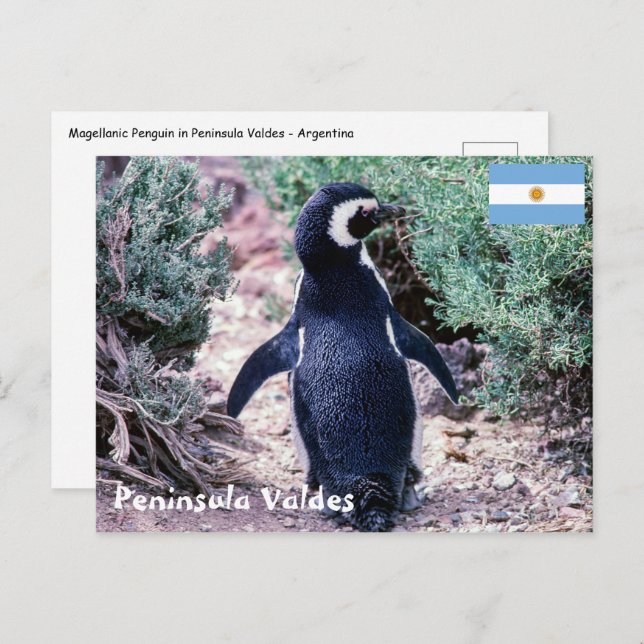 Magellanic Penguin in Peninsula Valdes - Argentina Postcard (Front/Back)