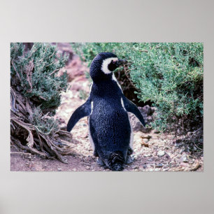 Magellanic Penguin in Peninsula Valdes - Argentina Poster
