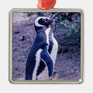 Magellanic Penguin in Peninsula Valdes - Patagonia Metal Tree Decoration