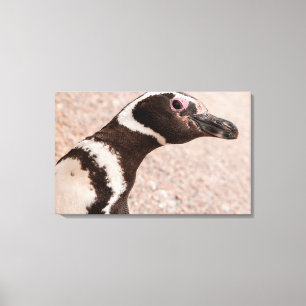 Magellanic Penguin, Patagonia, Argentina Canvas Print