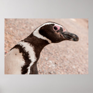 Magellanic Penguin, Patagonia, Argentina Poster