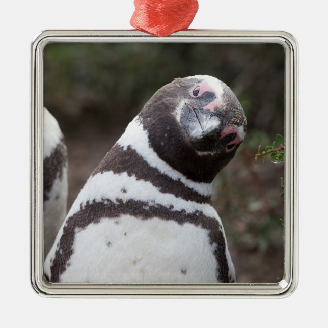 Magellanic Penguin Portrait Metal Tree Decoration (Front)