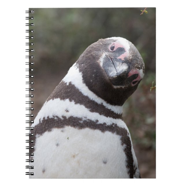 Magellanic Penguin Portrait Notebook (Front)