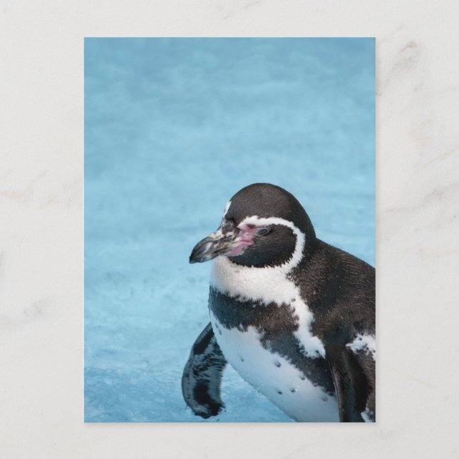 Magellanic Penguin Postcard (Front)