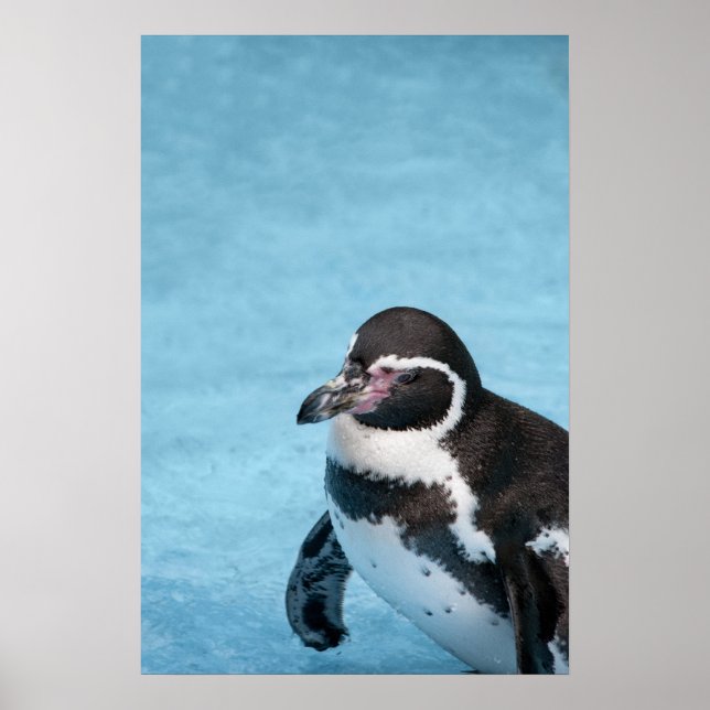 Magellanic Penguin Poster (Front)