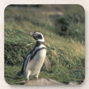 Magellanic Penguin (Spheniscus magellanicus), Coaster