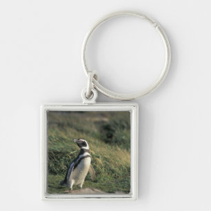 Magellanic Penguin (Spheniscus magellanicus), Key Ring