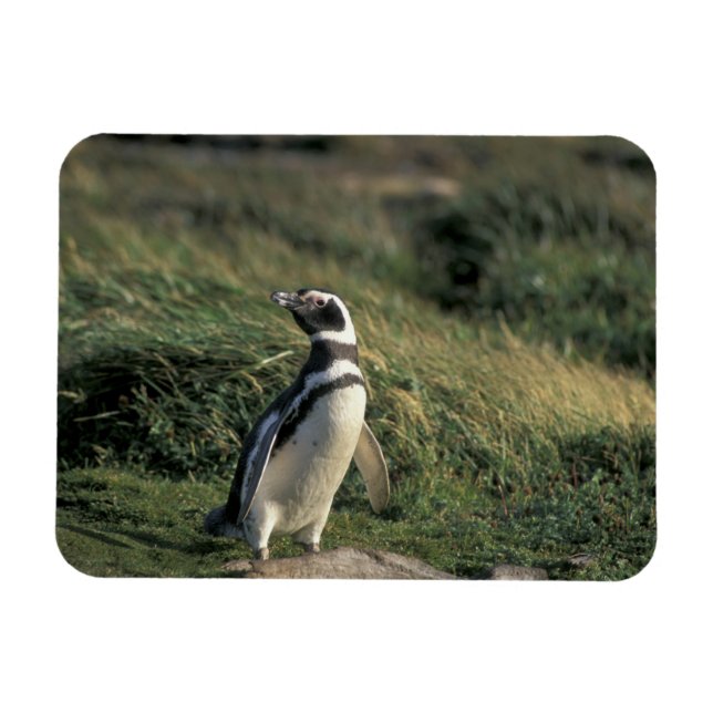 Magellanic Penguin (Spheniscus magellanicus), Magnet (Horizontal)