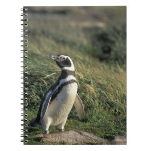 Magellanic Penguin (Spheniscus magellanicus), Spiral Notebook