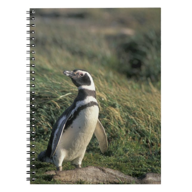 Magellanic Penguin (Spheniscus magellanicus), Spiral Notebook (Front)
