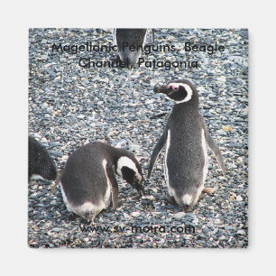 Magellanic Penguins, Beagle Channel, Patagonia Magnet