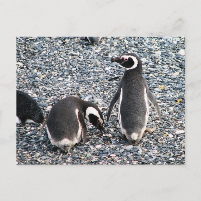 Magellanic Penguins, Beagle Channel, Patagonia Postcard (Front)