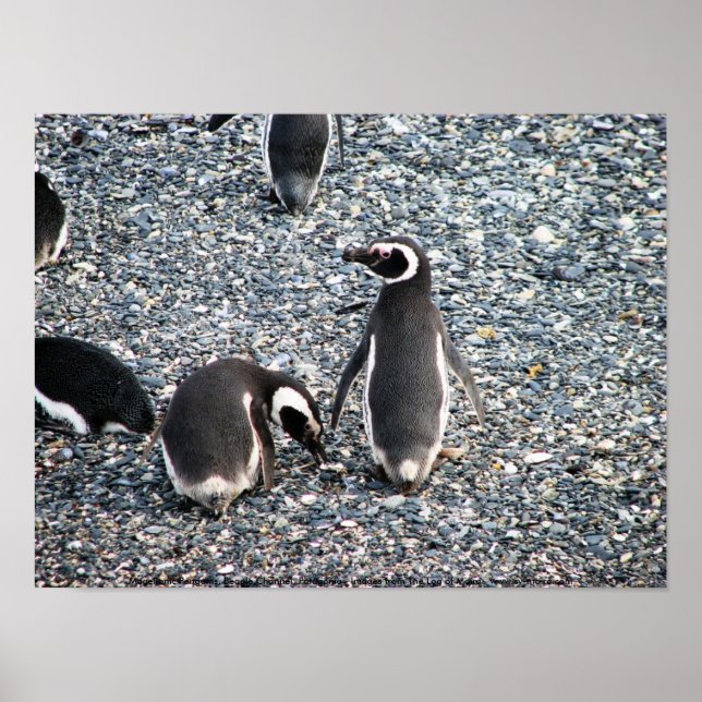 Magellanic Penguins, Beagle Channel, Patagonia Poster (Front)