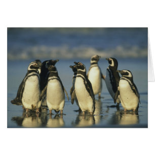 Magellanic Penguins, Spheniscus