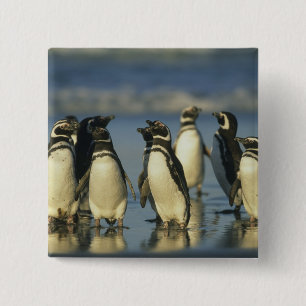 Magellanic Penguins, Spheniscus 15 Cm Square Badge