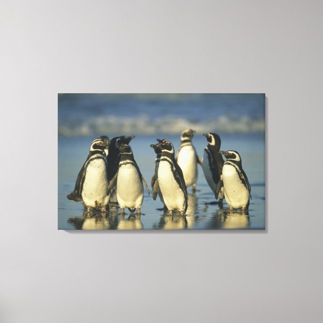 Magellanic Penguins, Spheniscus Canvas Print (Front)