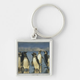 Magellanic Penguins, Spheniscus Key Ring