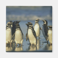 Magellanic Penguins, Spheniscus