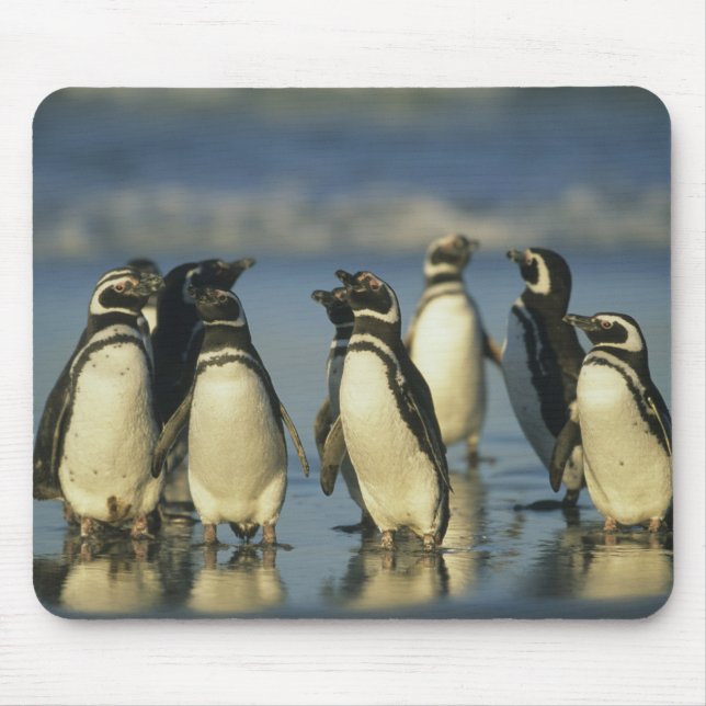 Magellanic Penguins, Spheniscus Mouse Pad (Front)
