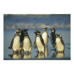 Magellanic Penguins, Spheniscus Photo Print