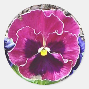 Magenta and Violet Pansy Sticker