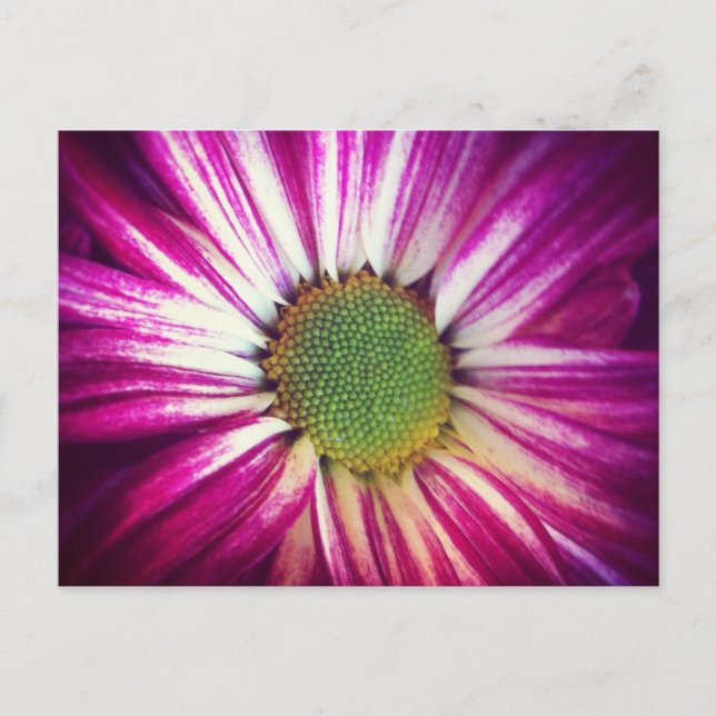 Magenta Daisy Postcard (Front)