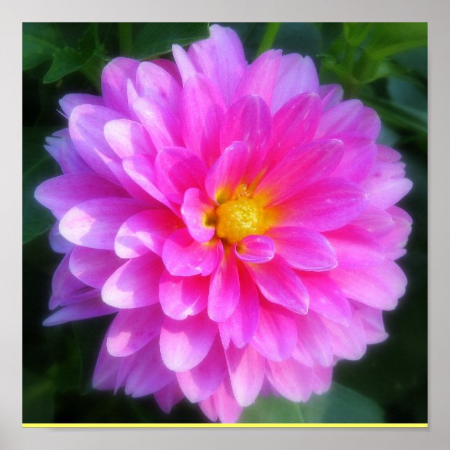 Magenta Flower Poster (Front)