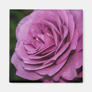 Magenta Garden Rose Magnet