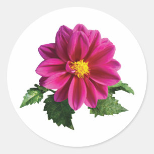 Magenta Gerbera Daisy Classic Round Sticker
