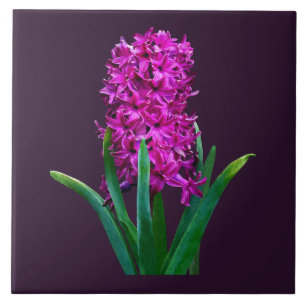 Magenta Hyacinth Tile
