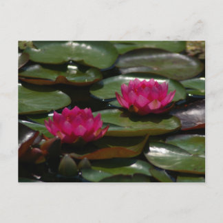 Magenta Lotus Waterlilies Postcard