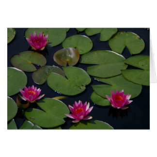 Magenta Lotus Waterlily
