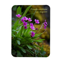 Magenta Maguire Primrose Wildflower © Sandy Long