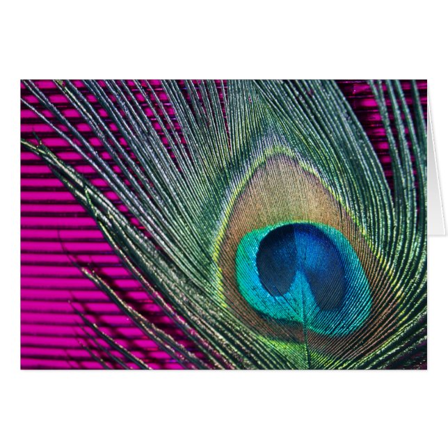 Magenta Peacock with Lines (Front Horizontal)