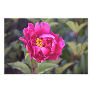 Magenta Peony Photo Print