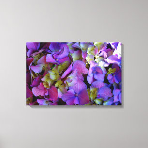 Magenta Purple blue yellow Hydrangeas flowers Canvas Print