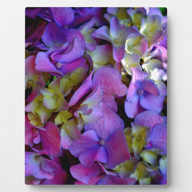 Magenta Purple blue yellow Hydrangeas flowers Plaque (Front)