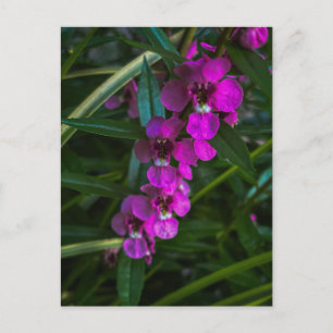 Magenta Purple Flowers Among Green Leaves Postcard