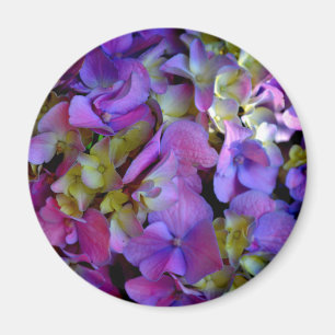 Magenta Purple Hydrangeas Purple blue yellow Magnet