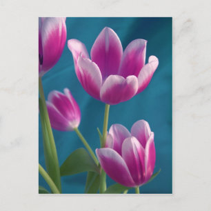 magenta tulips postcard