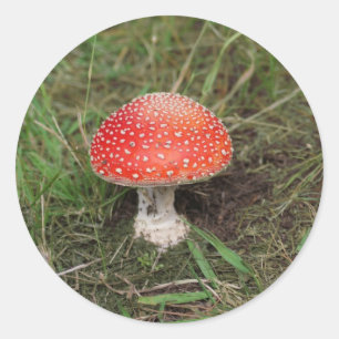 Magic Mushroom Classic Round Sticker