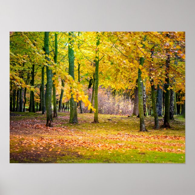 Magical autumn forest poster (Front)