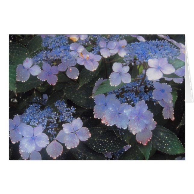 Magical Evening Hydrangea (Front Horizontal)