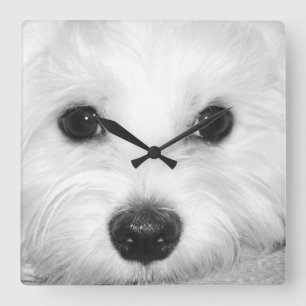 Magical Gaze Maltese in the Glint of Eyes & Nos Square Wall Clock