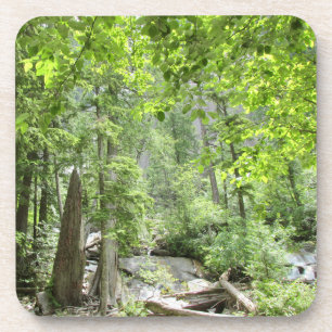 Magical Green Forest Scene.   Coaster