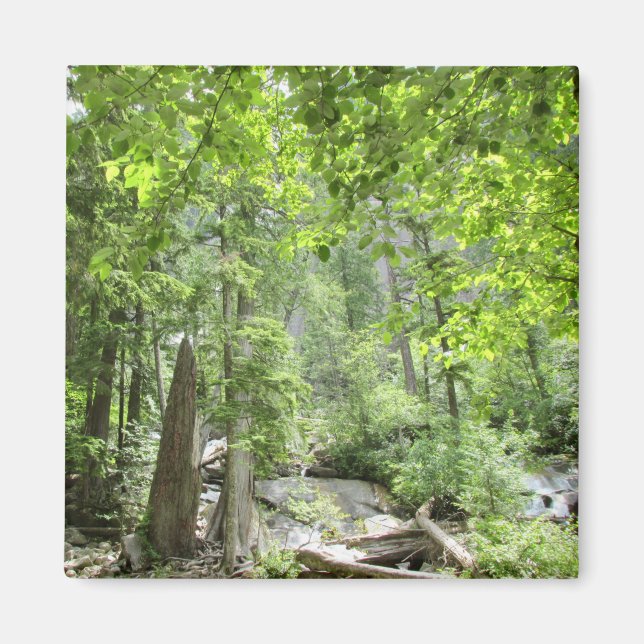 Magical Green Forest Scene.   Magnet (Front)