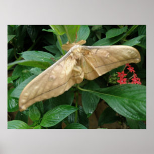 Magical Moth Print