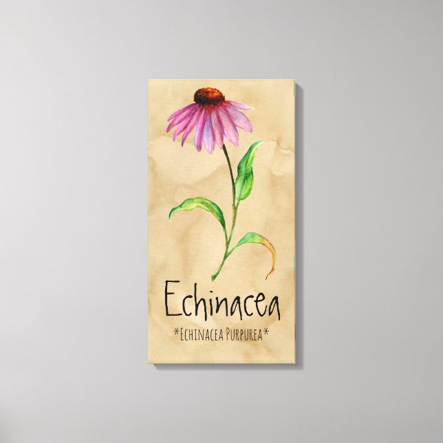Magical Plants Echinacea 13.22'' x 25.52'' Canvas Print (Front)